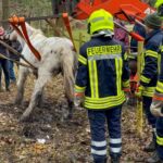 FW Flotwedel: Ortsfeuerwehr Nienhof befreit Pferd aus misslicher Lage