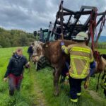 FW Wachtberg: Eingesunkene Kuh bei Wachtberg-Ließem