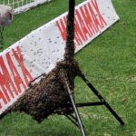 FW Stuttgart: Feuerwehr fängt Bienenschwarm in der MHP-Arena ein