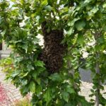 FW LK Leipzig: Bienenschwarm vor Wohnhaus