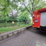 FW-DT: Detmolder Schlossgraben: Todesfall eines Schwanenkükens – Wildtiere nicht füttern!
