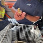 FF Bad Salzuflen: Kuriose Tierrettung: Zwei Entenküken verlieren beim Schwimmen auf der Salze Anschluss an ihre Mutter. Die Feuerwehr Bad Salzuflen bringt die Jungtiere vor den Wasserterrassen in Sicherheit