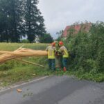 FW Lage: TH 0 / Blitzeinschlag in Birke ohne Feuer – 30.06.24 – 14:04 Uhr