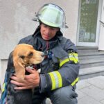 FW Mainz: Feuerwehr Mainz rettet dank aufmerksamer Nachbarn Beagle „Frank“ aus verrauchter Wohnung