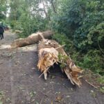 FW-LK Leer: Ein kurzes Gewitter, Sturmböen, eine Windhose und jede Menge Arbeit für die Feuerwehr