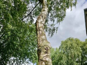 FW Hünxe: Gefahr durch gespaltenen Baum – Feuerwehreinsatz in Bruckhausen