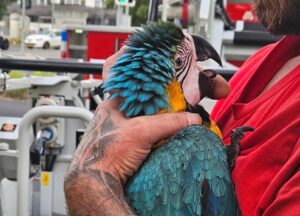 FW-KLE: Ara aus Baum gerettet