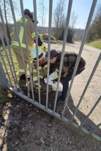 Feuerwehr Goch: Feuerwehr rettet Reh aus misslicher Lage